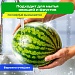 Средство для мытья посуды, овощей и фруктов с дозатором концентрат 1,5л PERKLIN "Лимон",