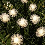 inbloom гирлянда на солн. батарее, 20 led, 5м, шампань, 2 реж, одуван, пвх зел, 2v60ma, 1.2v600mah от магазина Барс