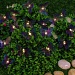 INBLOOM Гирлянда на солн. батарее, 25LED, 7м, шампань, 2 реж, бабочка,ПВХ зел, 2V80mA, 1.2V600mAh