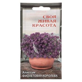 семена алиссум фиолетовая королева до 15см 5шт от магазина Барс